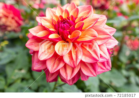 Dahlia [Cultivar: Shigaraki Maru] 72185017