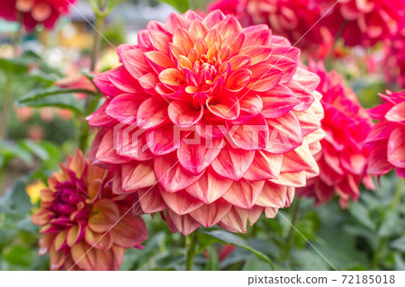 Dahlia [Cultivar: Shigaraki Maru] 72185018