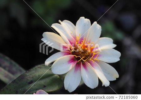 Hyakunichisou花開在秋天的花床上 72185060