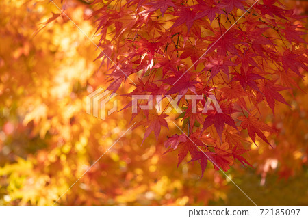 Autumn light shining through the red-dyed maples 72185097