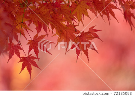 Autumn light shining through the red-dyed maples 72185098
