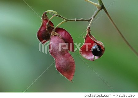 天然植物Tokirimame，也稱為“ Oobatan Kirimame”。它看起來像Tankirimame，但皮膚上的頭髮並不明顯。 72185150