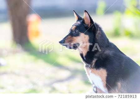 Dog walking 72185913