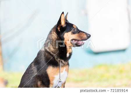 Dog walking Dog walking 72185914