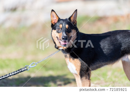 Dog walking 72185921