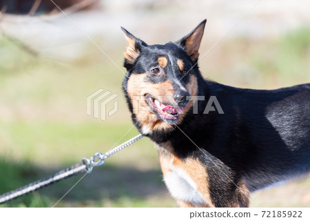 Dog walking Dog walking 72185922