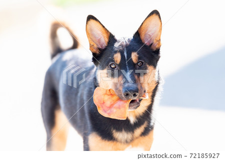 Dog walking 72185927