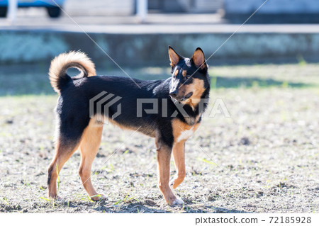 Dog walking 72185928