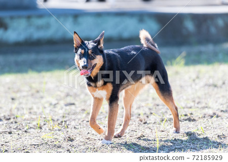 Dog walking 72185929