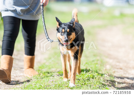 Dog walking Dog walking 72185938