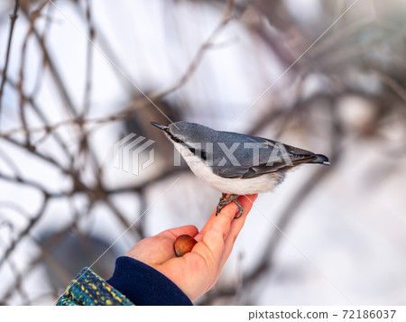The Eurasian nuthatch sits on boy's hand The Eurasian nuthatch sits on boy's hand 72186037