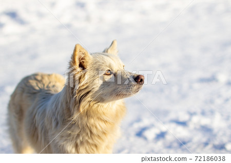 A beautiful dog stands in the snow in winter and looks A beautiful dog stands in the snow in winter and looks 72186038