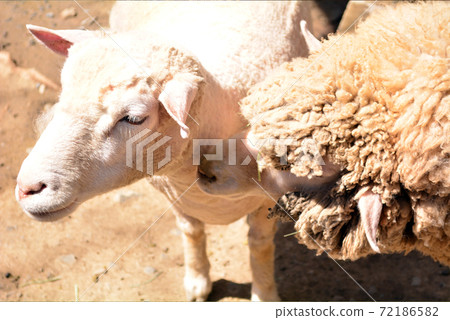Two good friends sheep Two good friends sheep 72186582