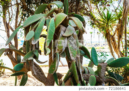 Huge old Prickly Pear Cactus in Ayia Napa coast in Cyprus. Opuntia, ficus-indica, Indian fig opuntia, barbary fig, blooming cactus pear 72186641