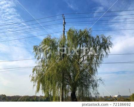 鄉下的風景有在藍天的白雲和在電線桿旁邊的一棵樹的剛孵出的雛 鄉下的風景有在藍天的白雲和在電線桿旁邊的一棵樹的剛孵出的雛 72186692