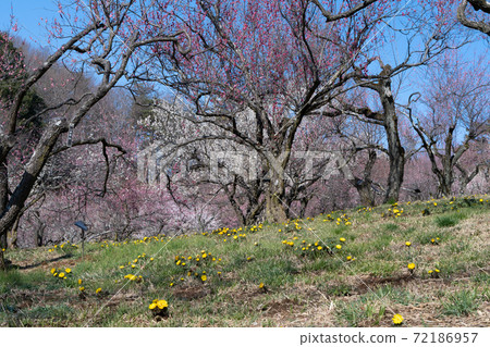 Amur adonis and plum blossom Amur adonis and plum blossom 72186957