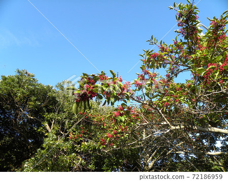 The cute bright red fruit of the roadside tree is the fruit of Ilex rotunda The cute bright red fruit of the roadside tree is the fruit of Ilex rotunda 72186959
