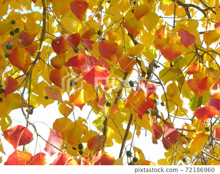 Chinese tallow with orange leaves Chinese tallow with orange leaves 72186960