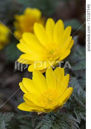 Flower of Fukujou Flower of Fukujou 72187346