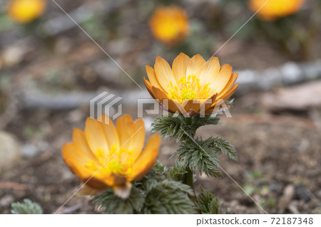 福壽莊的花秩父貝尼 福壽莊的花秩父貝尼 72187348