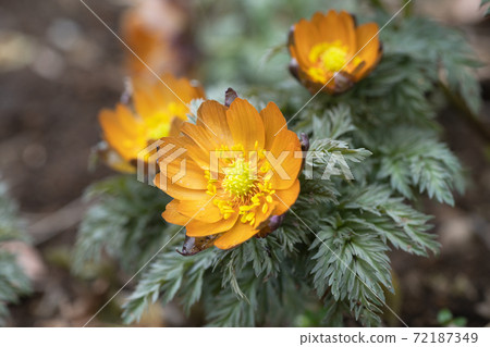 福壽莊的花秩父貝尼 福壽莊的花秩父貝尼 72187349