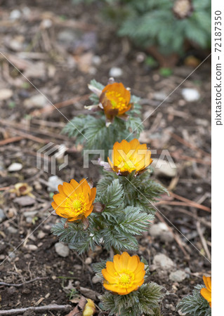 福壽莊的花秩父貝尼 福壽莊的花秩父貝尼 72187350