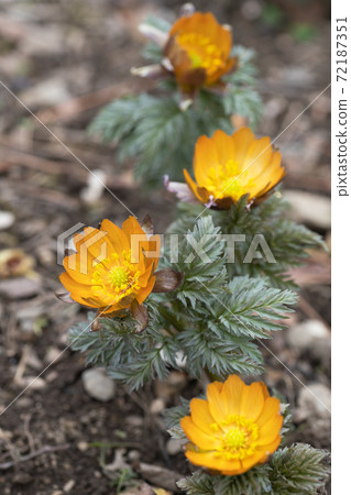 福壽莊的花秩父貝尼 福壽莊的花秩父貝尼 72187351
