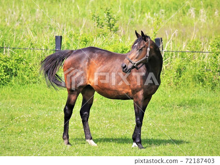 Thoroughbred 72187403