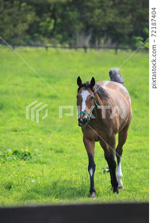Thoroughbred Thoroughbred 72187404