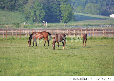 純種 純種 72187468