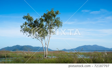 Big tree in reservoir with nice mountain background 72187707