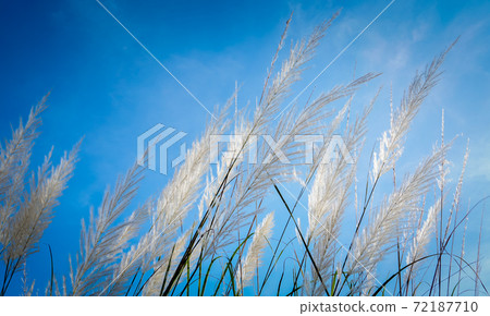 White flower grass with sun 72187710