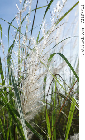 Close up of white grass flower at field 72187711