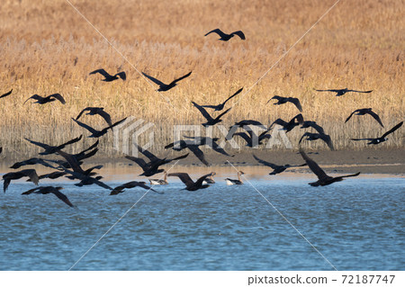 Many great cormorants flying around the bean goose Many great cormorants flying around the bean goose 72187747