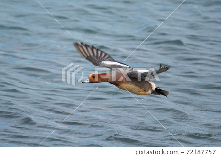Beautiful flying figure of a male wigeon 01 72187757