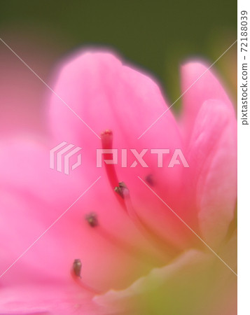 杜鵑花[猶豫] 72188039