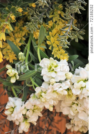 Planting spring flowers 72188282