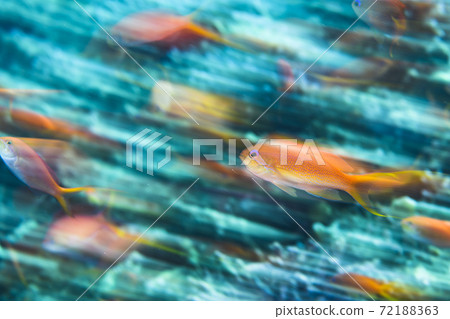 花台游泳 72188363