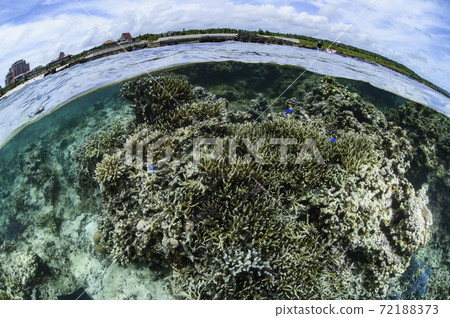 Coral on Shigira Beach 72188373