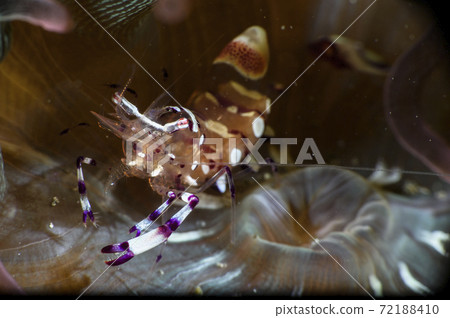 Kakure shrimp holding an egg Kakure shrimp holding an egg 72188410