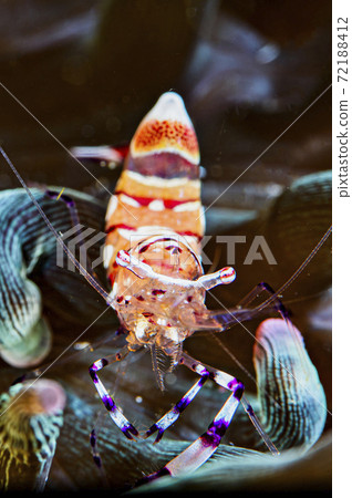 Kakure shrimp holding an egg Kakure shrimp holding an egg 72188412