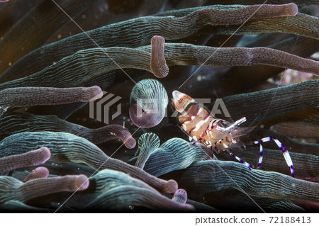 Kakure shrimp holding an egg 72188413
