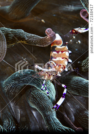 Kakure shrimp holding an egg 72188417