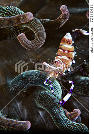 Kakure shrimp holding an egg 72188418