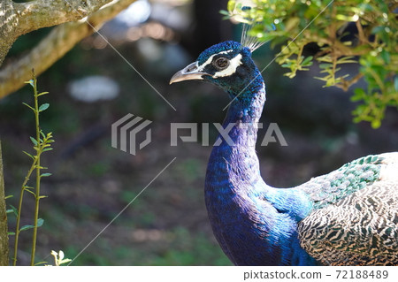 A beautiful peacock roaming through the Cactus Park A beautiful peacock roaming through the Cactus Park 72188489