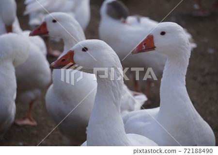 Waterfowl looking far away Waterfowl looking far away 72188490