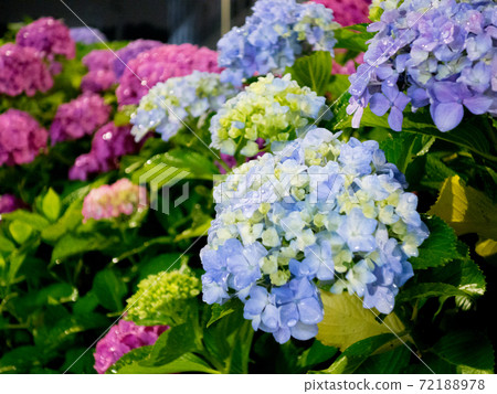 Hydrangea at night blooming at the rotary at the south exit of Komiya Station in Hachioji, Tokyo 72188978