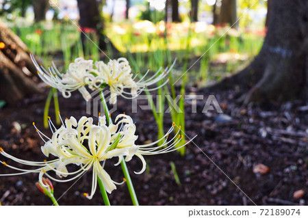 White cluster amaryllis of Sokoin (Matsudo City, Chiba Prefecture) 72189074