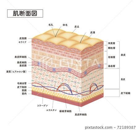 skin, skinned, vector - Stock Illustration [72189387] - PIXTA