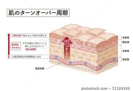 皮膚 人體皮膚 斷面圖 72189388